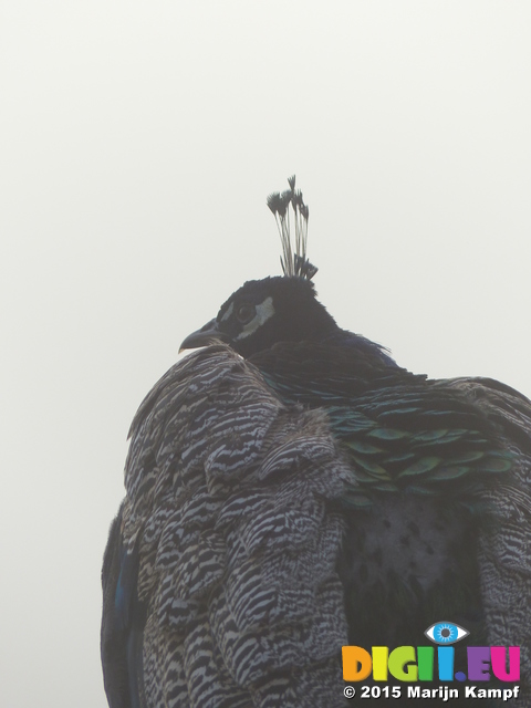 FZ022571 Peacock (Pavo cristatus) in morning mist